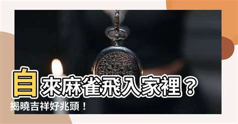 麻雀入屋|【自來麻雀】自來麻雀飛進屋，預示著什麼吉凶禍福？